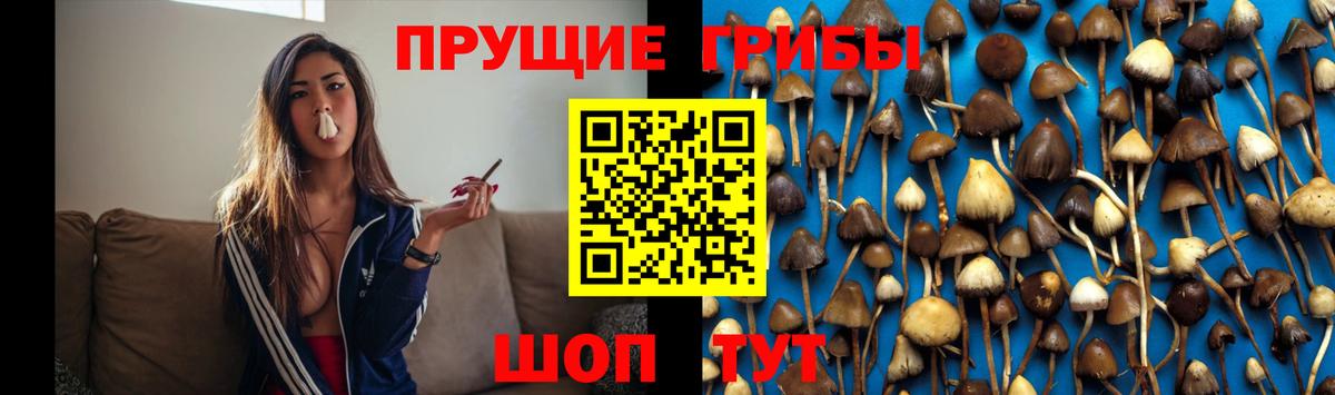 Псилоцибиновые грибы прущие грибы Михайловка